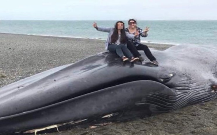 Prendre Un Selfie Avec Le Cadavre D’une Baleine